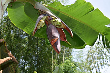 Planta de plátano con bellota.