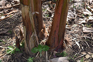 Planta de pátano con hijos