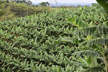 Plantación intensiva de banano